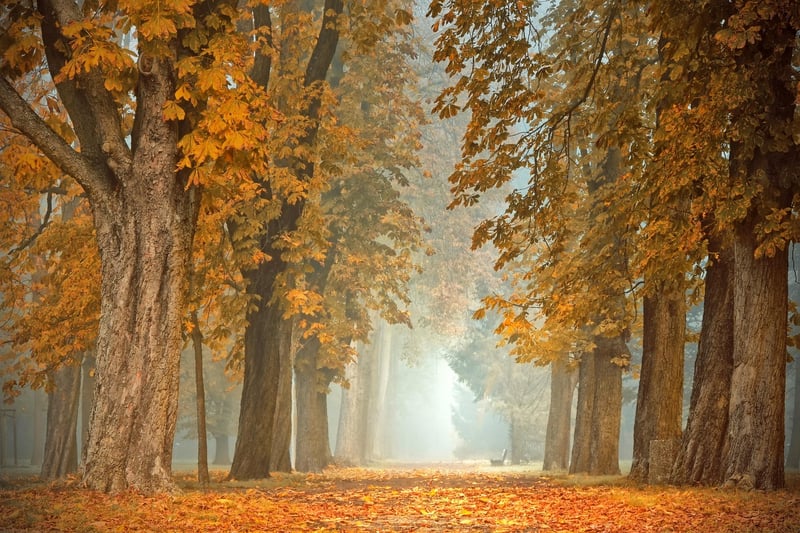 Enigmatic Forest